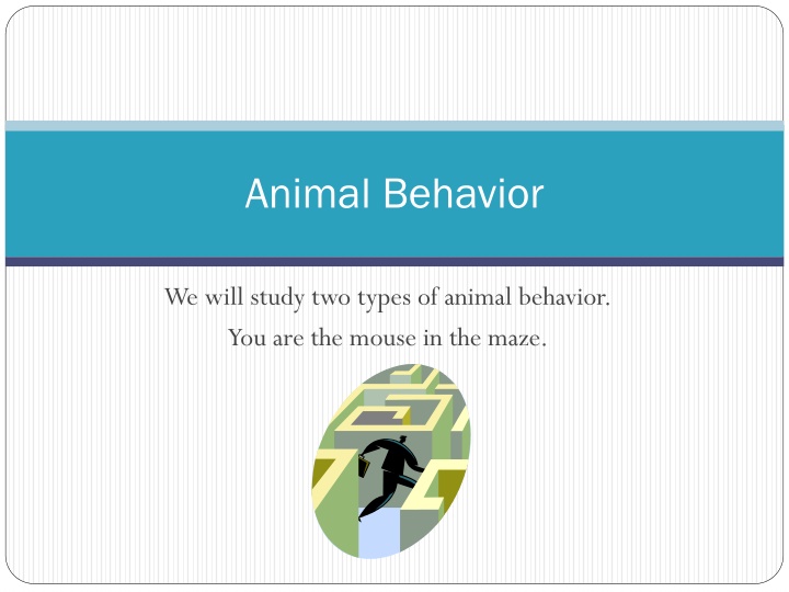 animal behavior