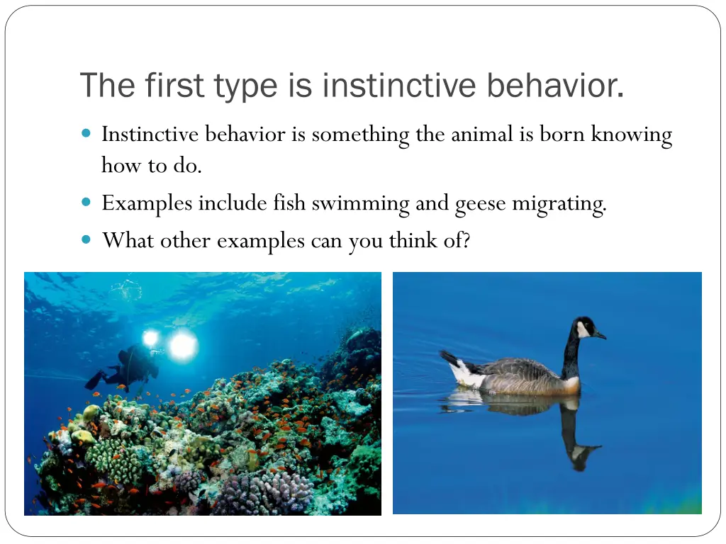 the first type is instinctive behavior