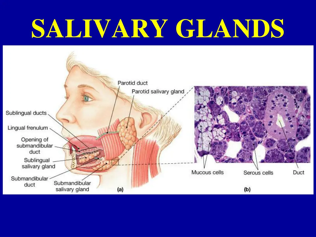 salivary glands 2