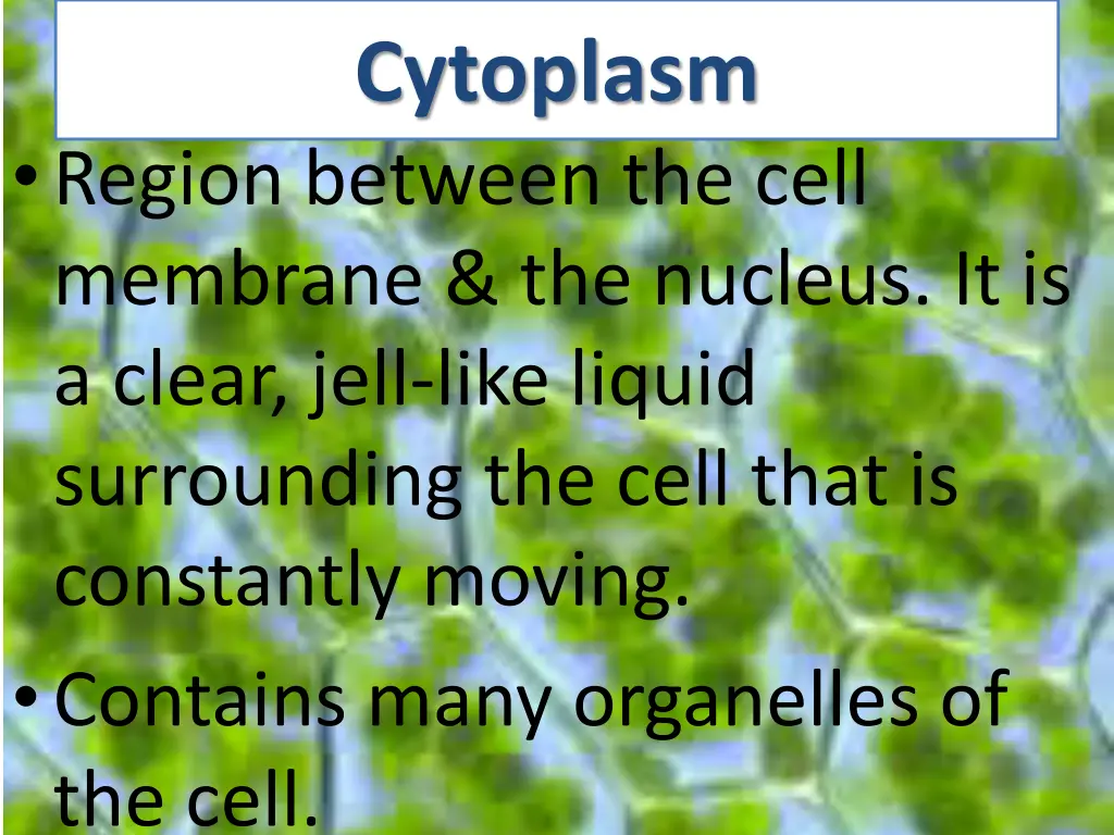 cytoplasm