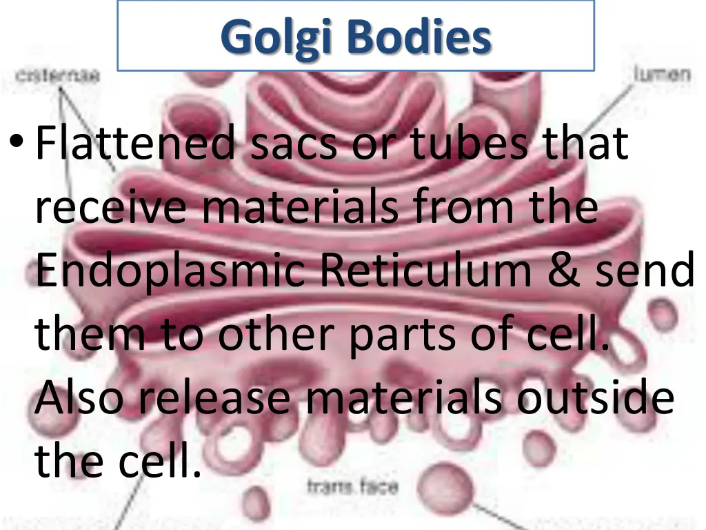 golgi bodies