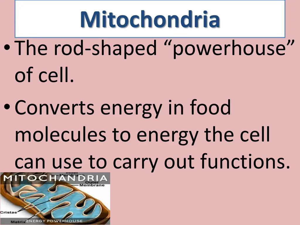 mitochondria