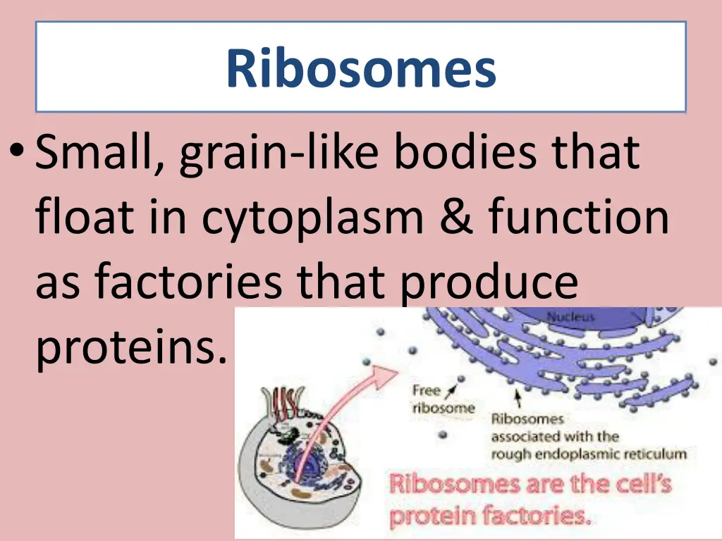ribosomes