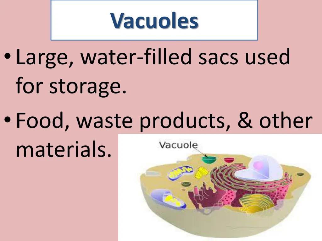 vacuoles