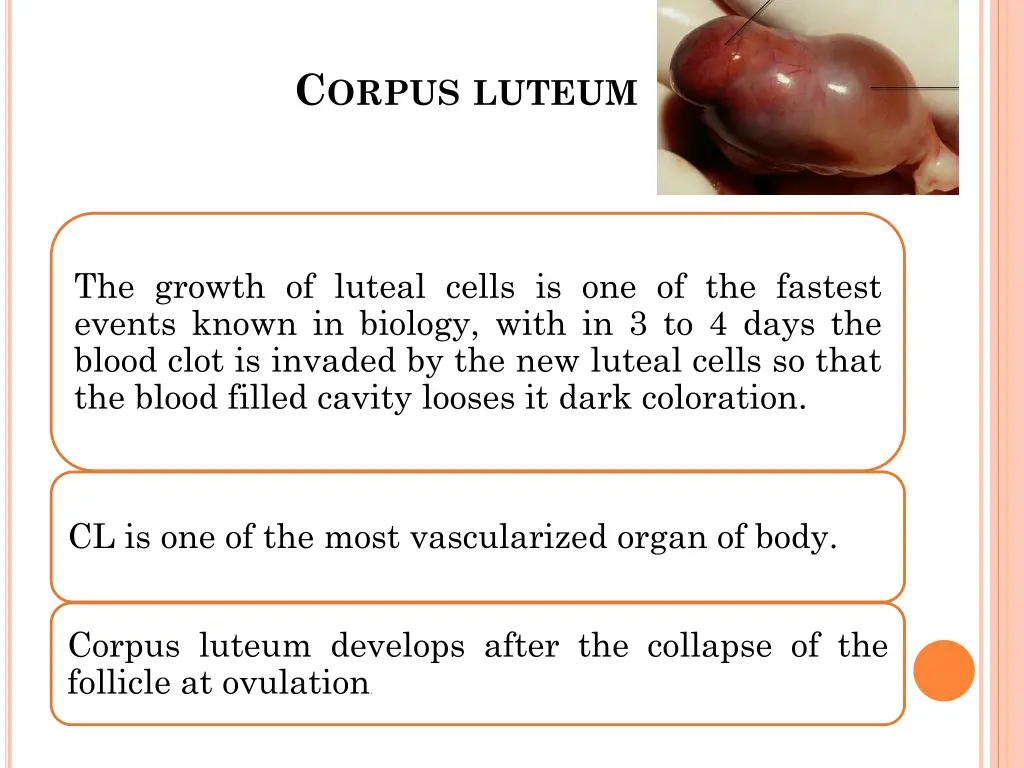 c orpus luteum