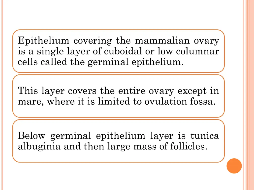 epithelium covering the mammalian ovary
