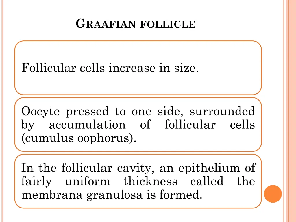 g raafian follicle