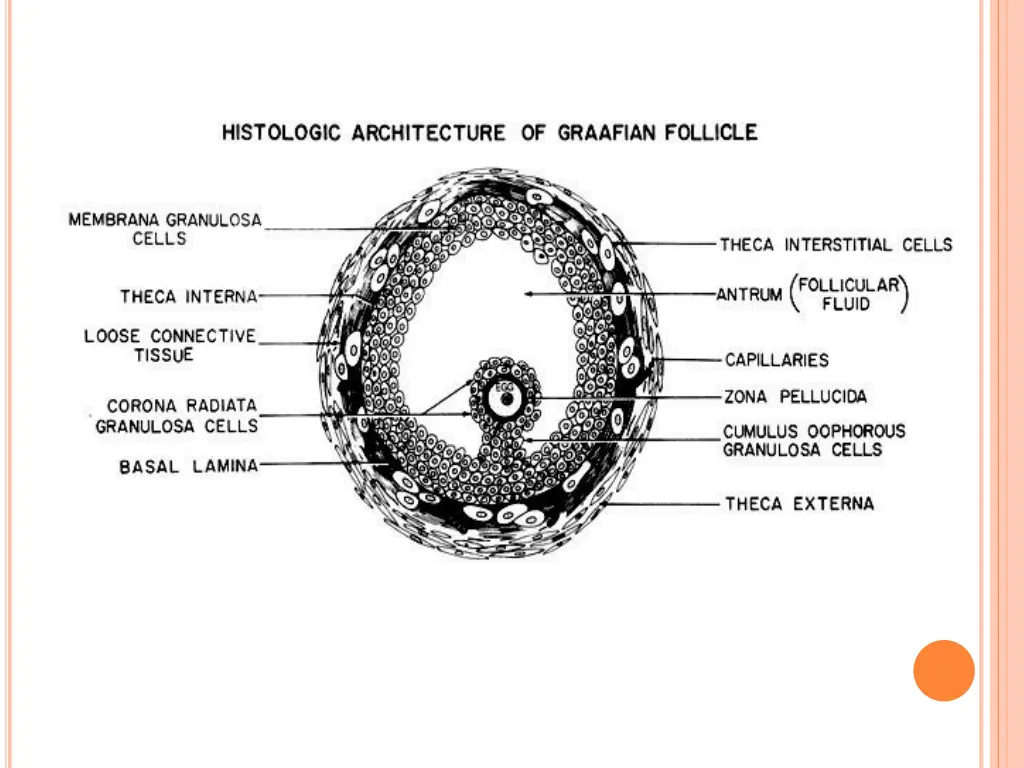 slide11
