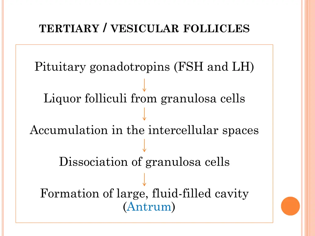 tertiary vesicular follicles