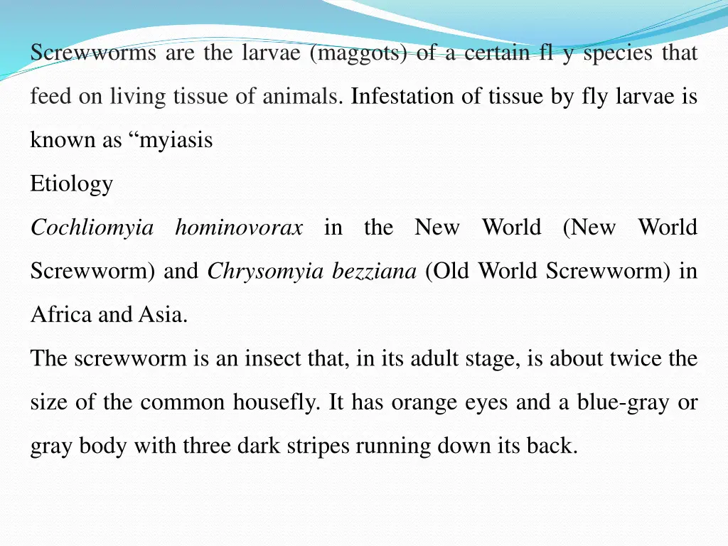 screwworms are the larvae maggots of a certain