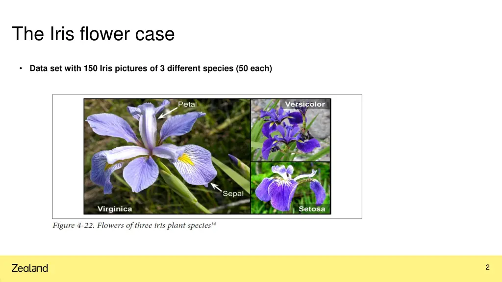 the iris flower case