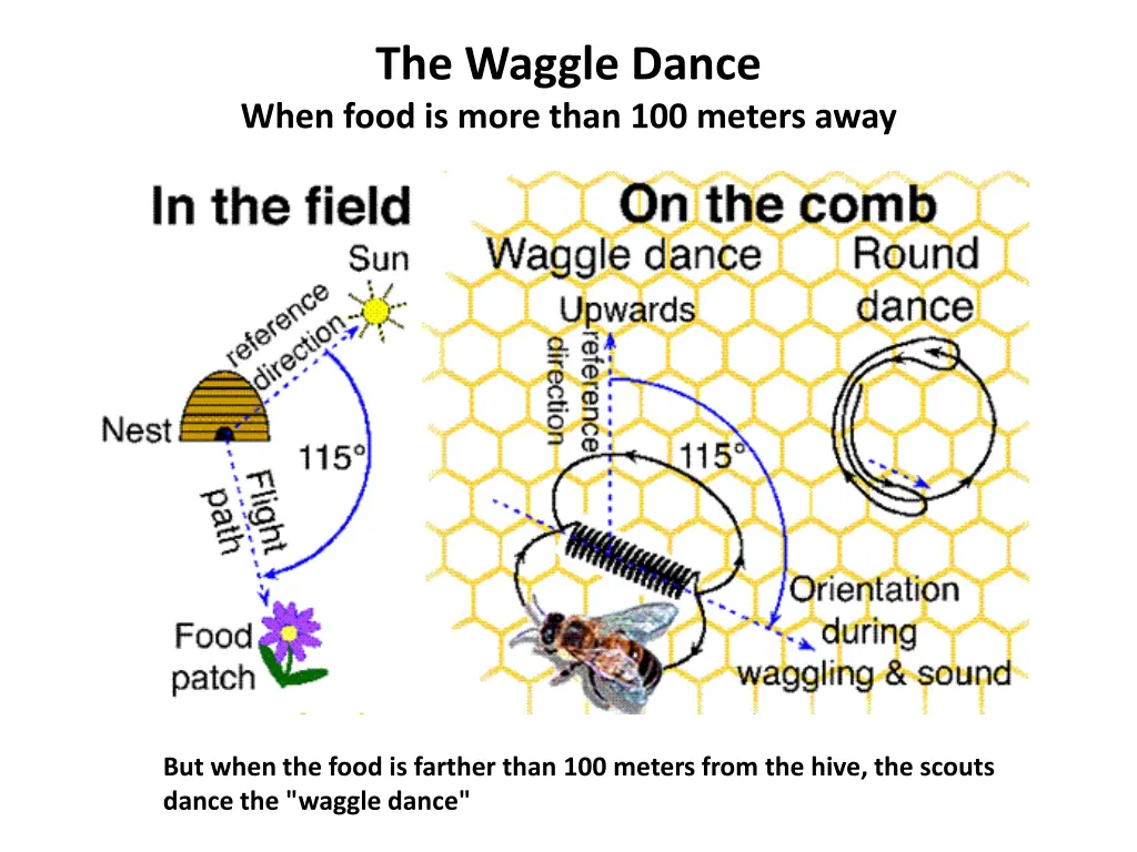 the waggle dance when food is more than