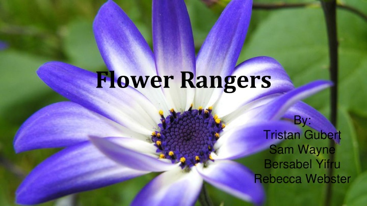 flower rangers