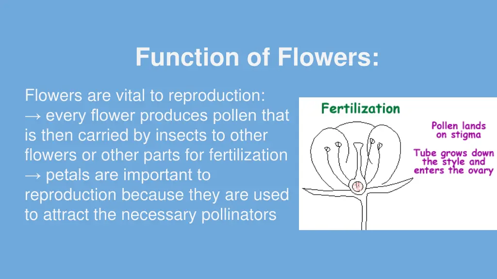 function of flowers