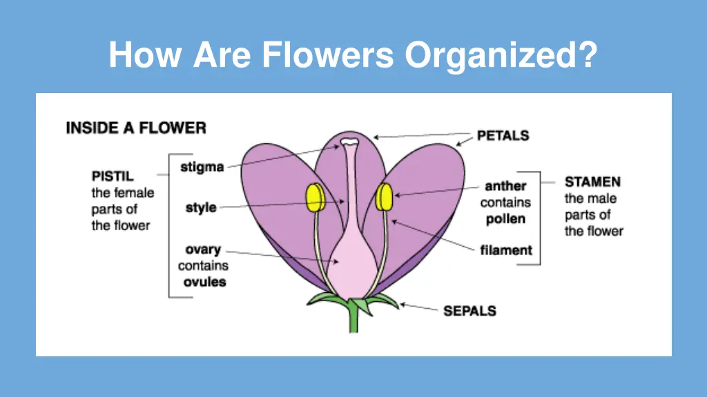 how are flowers organized
