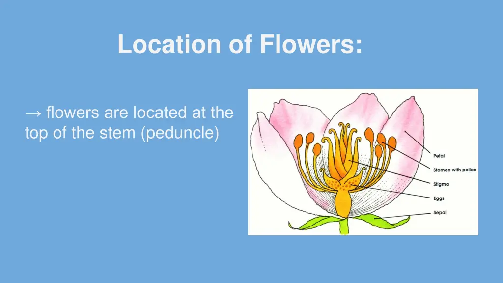 location of flowers