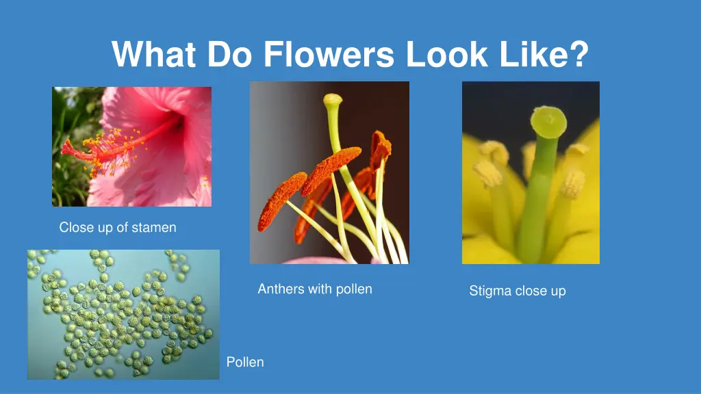 what do flowers look like