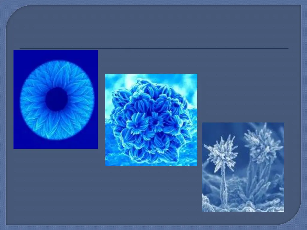 silicon carbide nanoflower