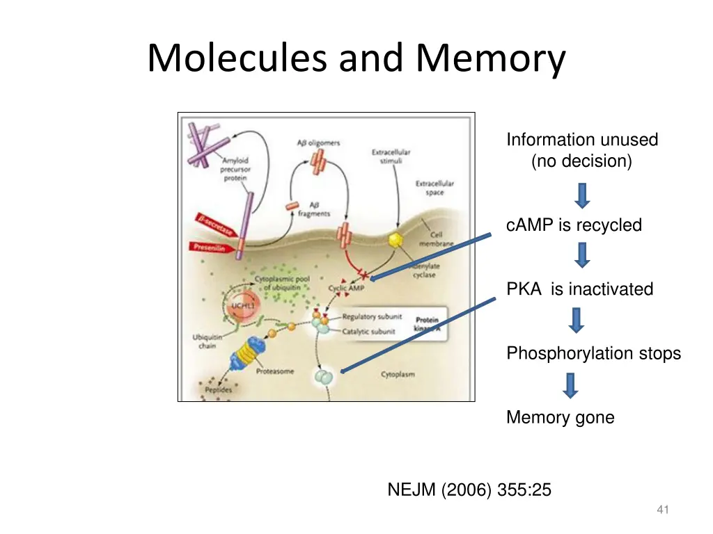 molecules and memory