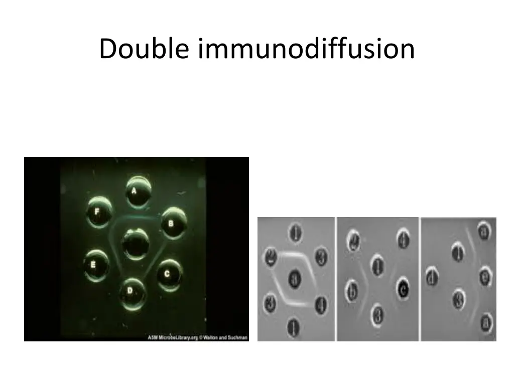 double immunodiffusion 1