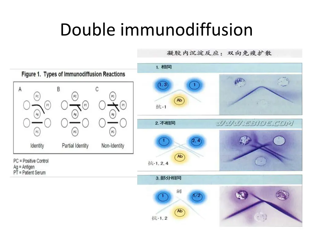 double immunodiffusion 2