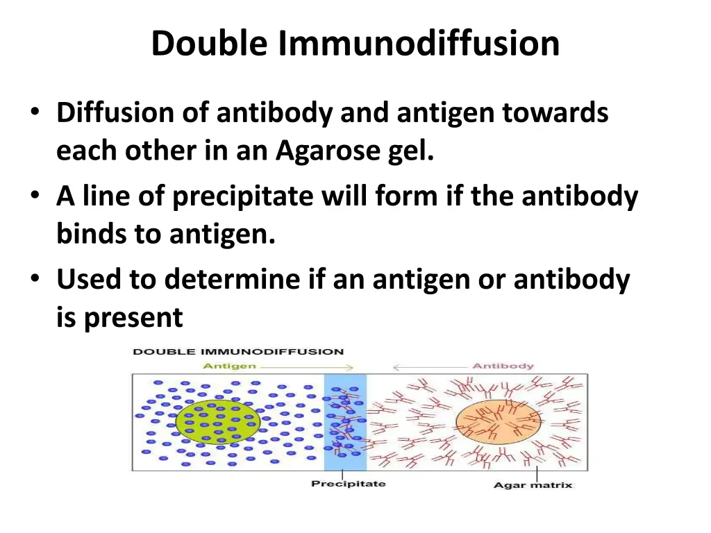double immunodiffusion