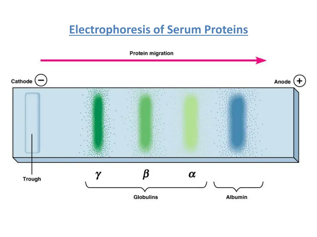 electrophoresis of serum proteins