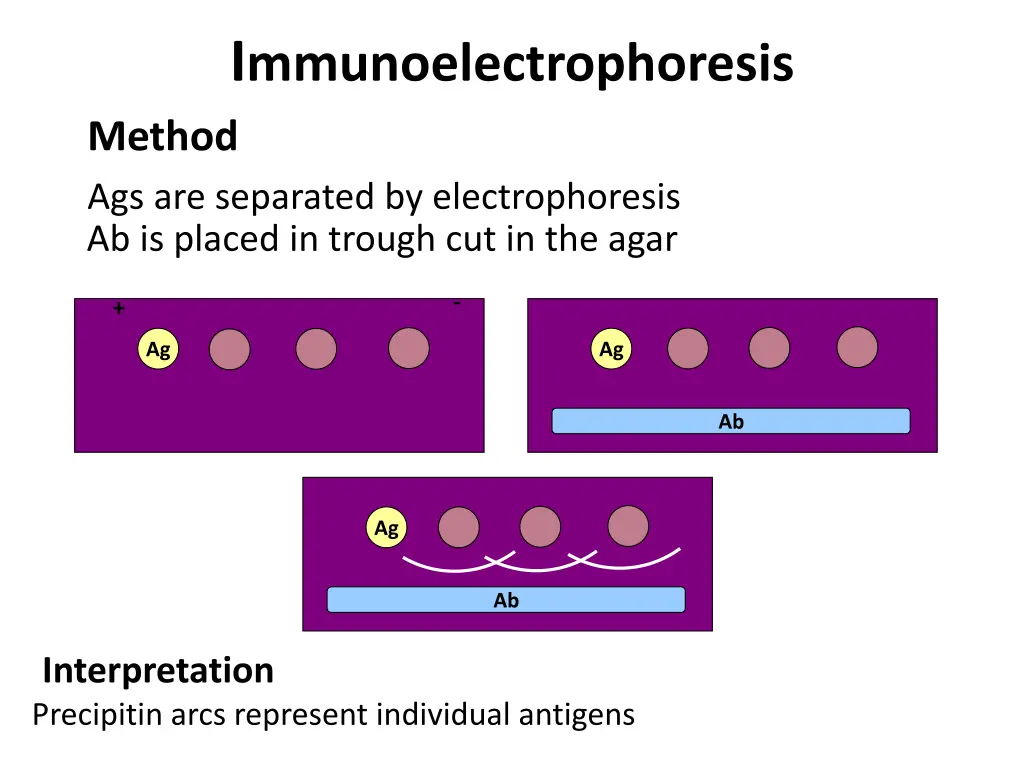 i mmunoelectrophoresis method ags are separated