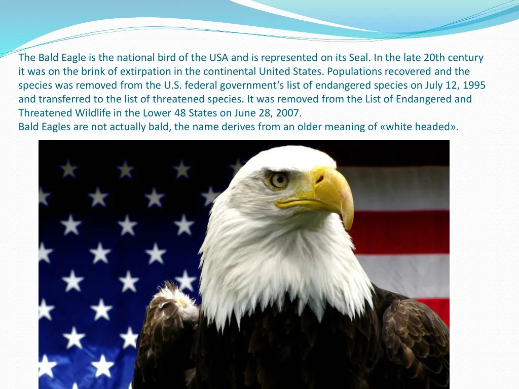 the bald eagle is the national bird