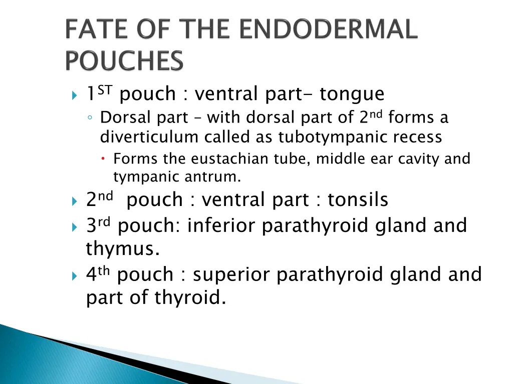 1 st pouch ventral part tongue dorsal part with
