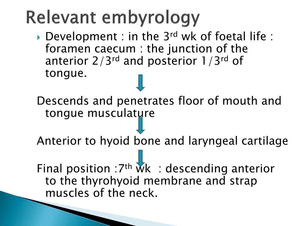 development in the 3 rd wk of foetal life foramen