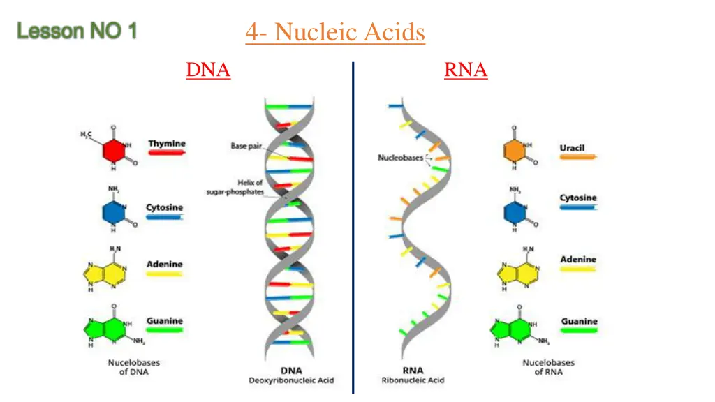4 nucleic acids