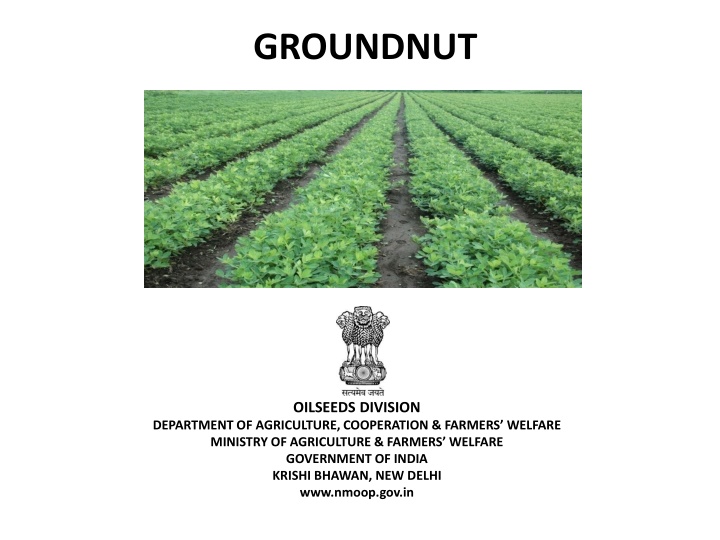 groundnut