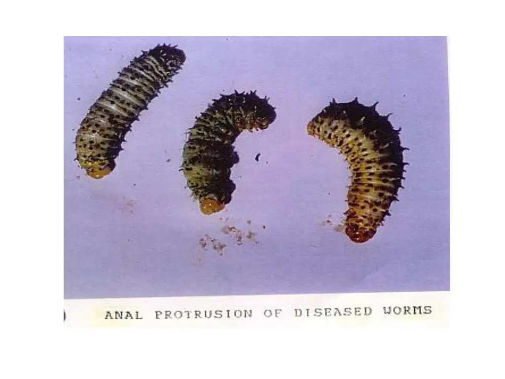 slide19