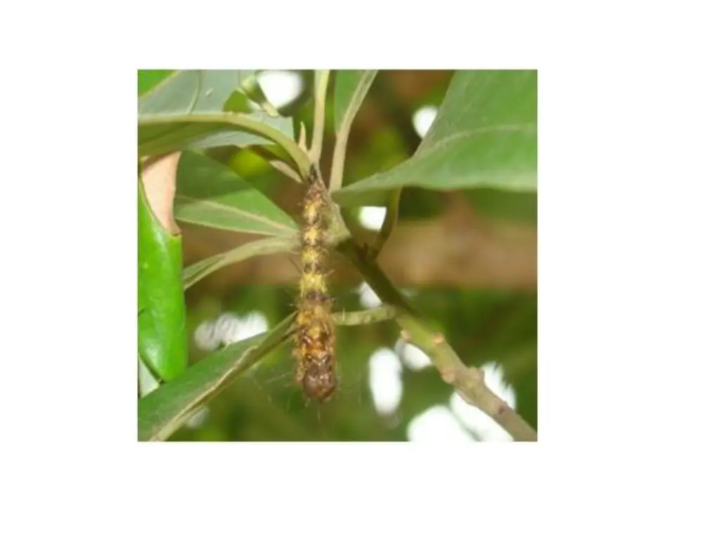 slide7