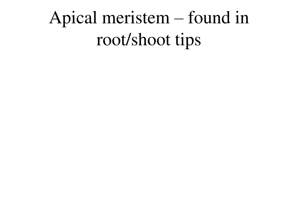 apical meristem found in root shoot tips