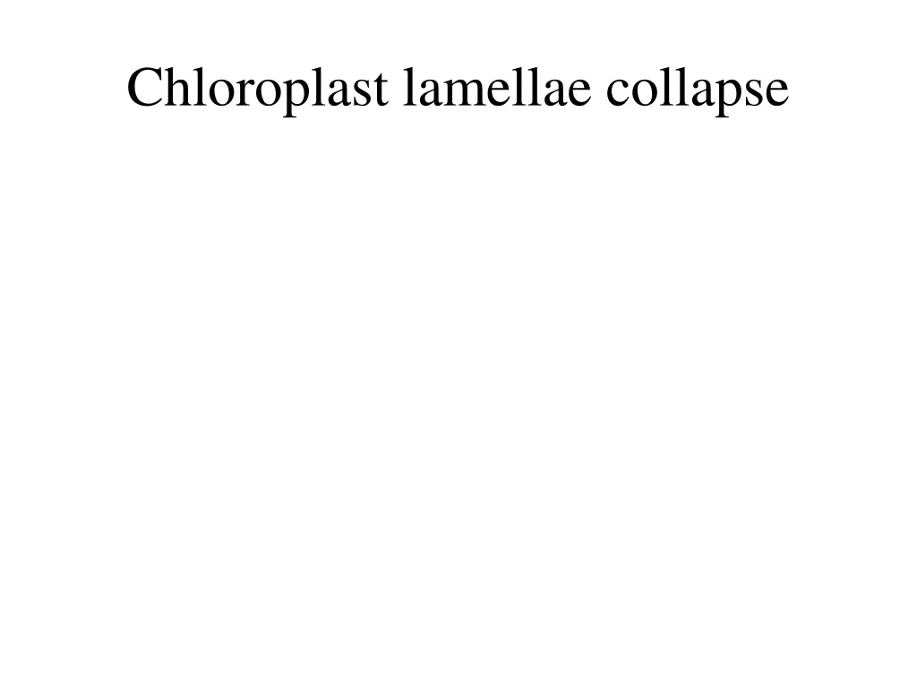 chloroplast lamellae collapse
