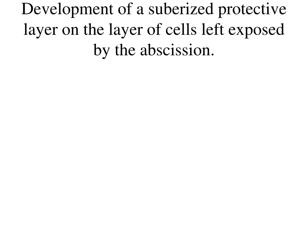 development of a suberized protective layer