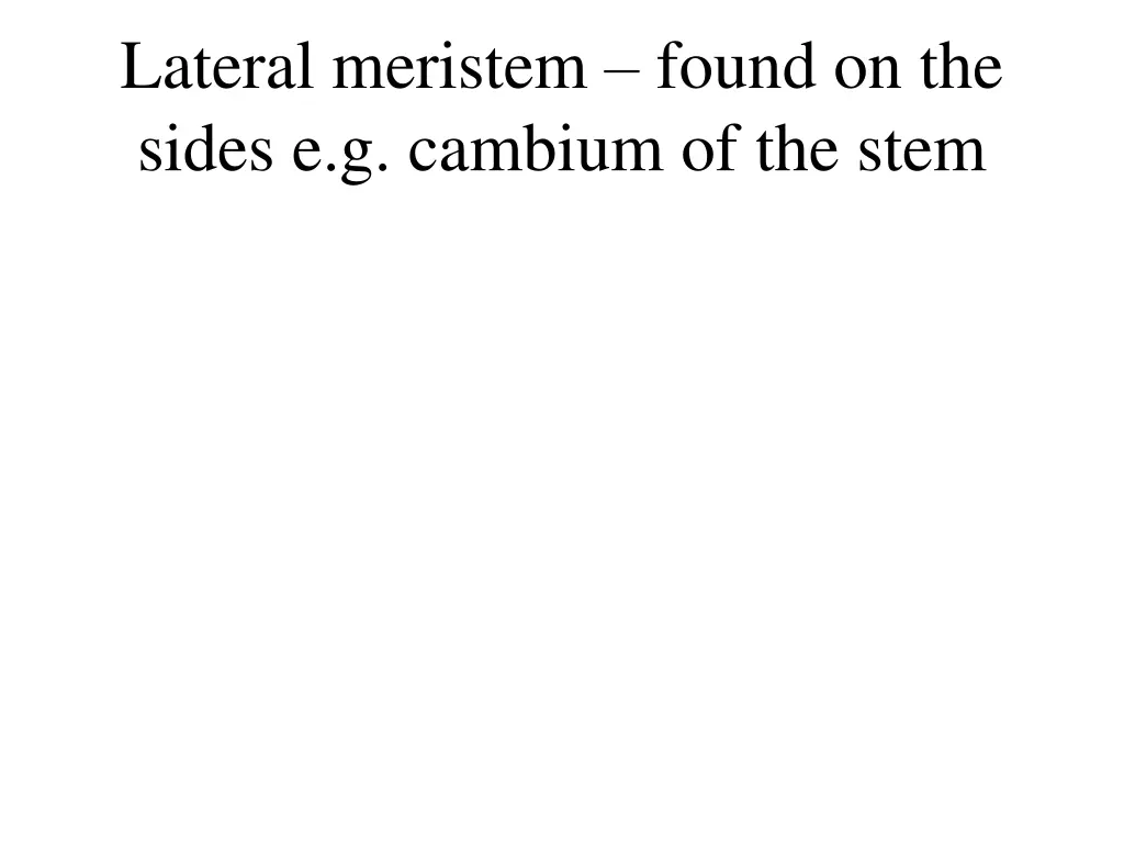 lateral meristem found on the sides e g cambium
