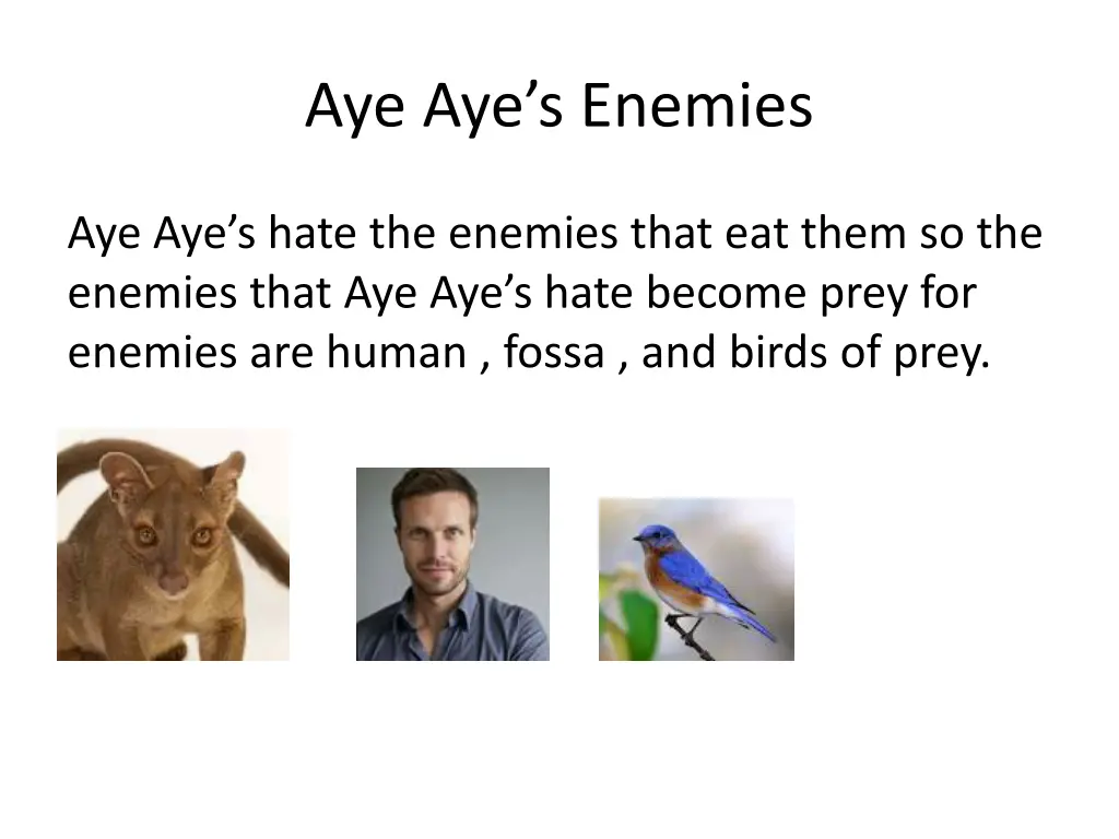 aye aye s enemies