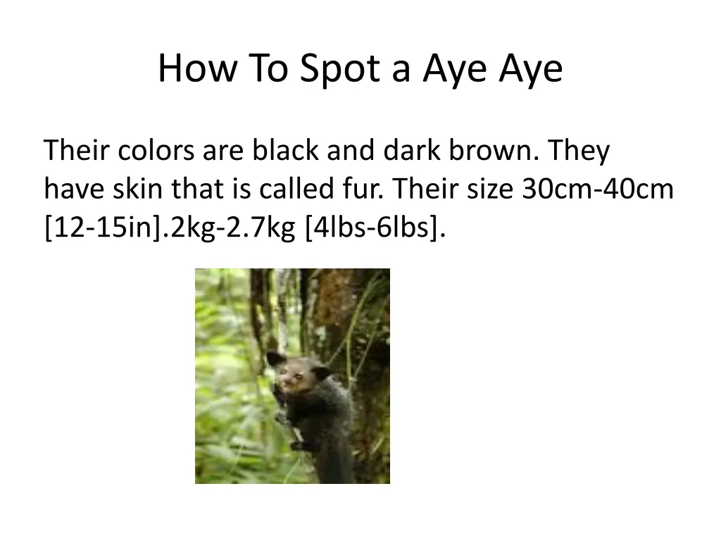 how to spot a aye aye