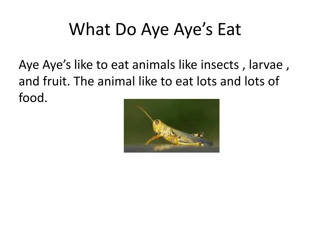 what do aye aye s eat