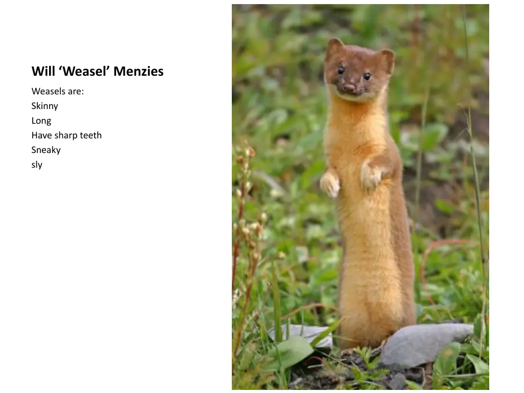will weasel menzies
