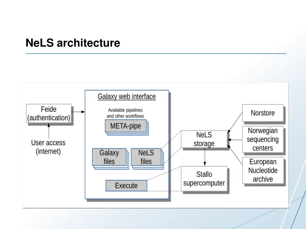 nels architecture