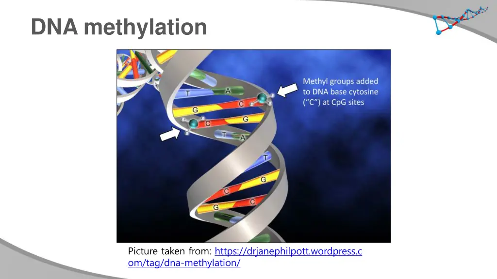 dna methylation 1
