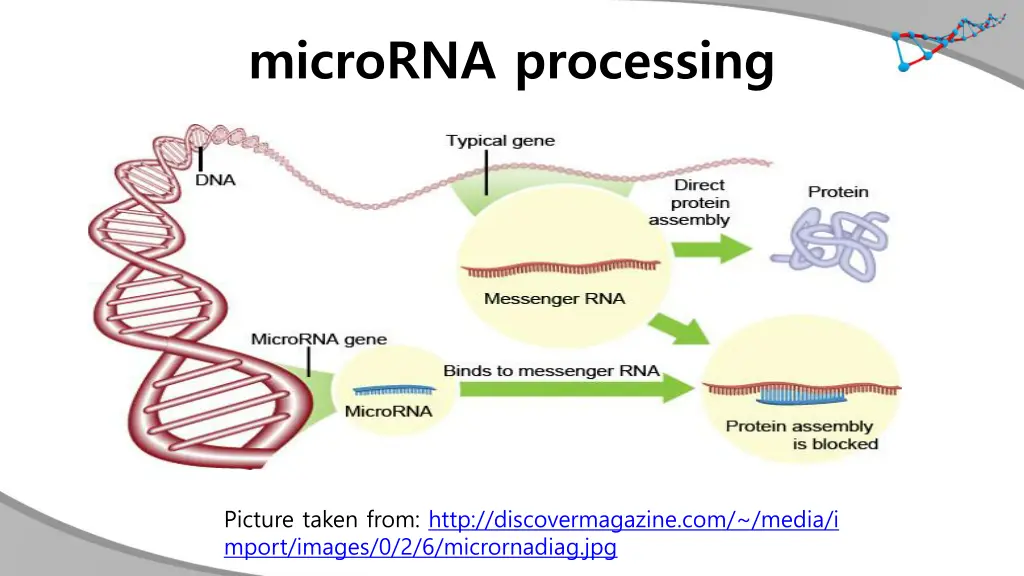 microrna processing