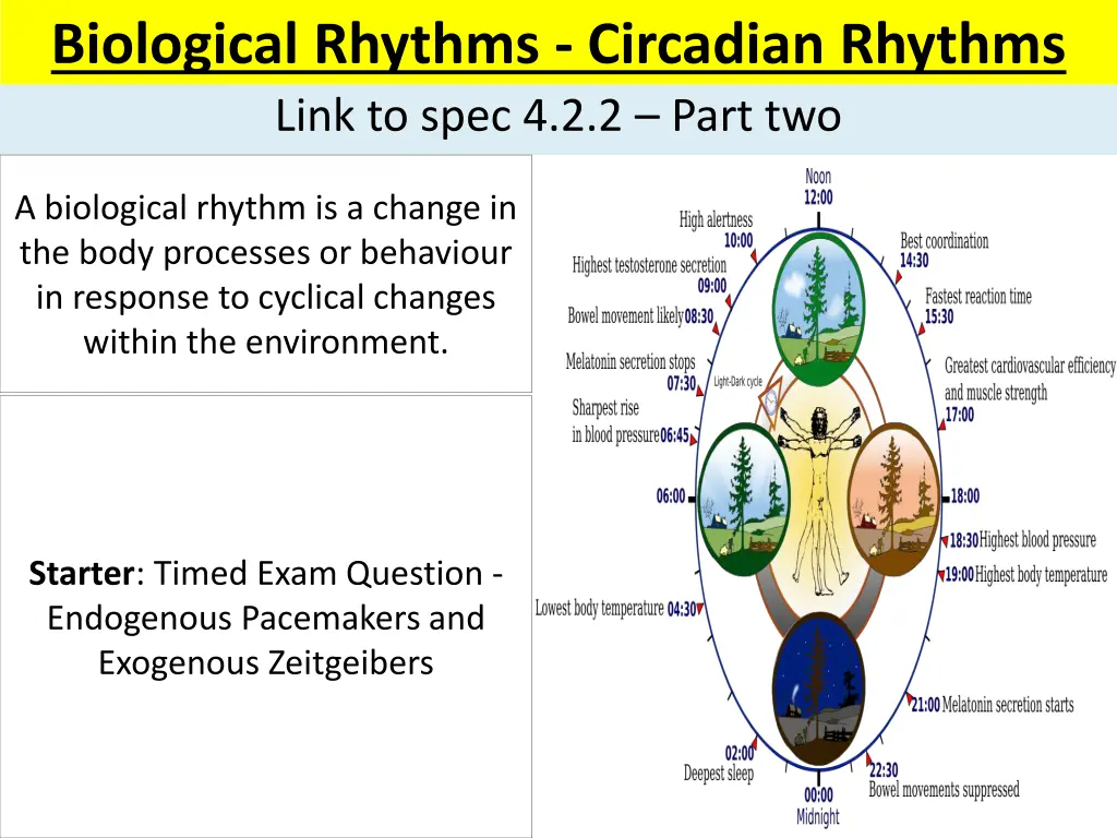 biological rhythms circadian rhythms link to spec 1