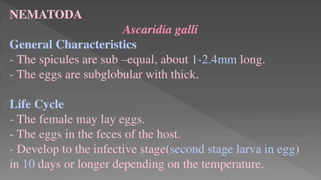 nematoda 13