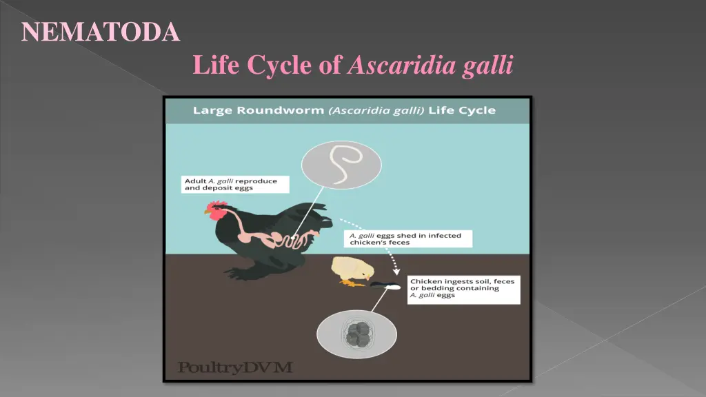 nematoda 16