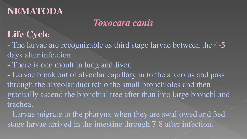nematoda 4